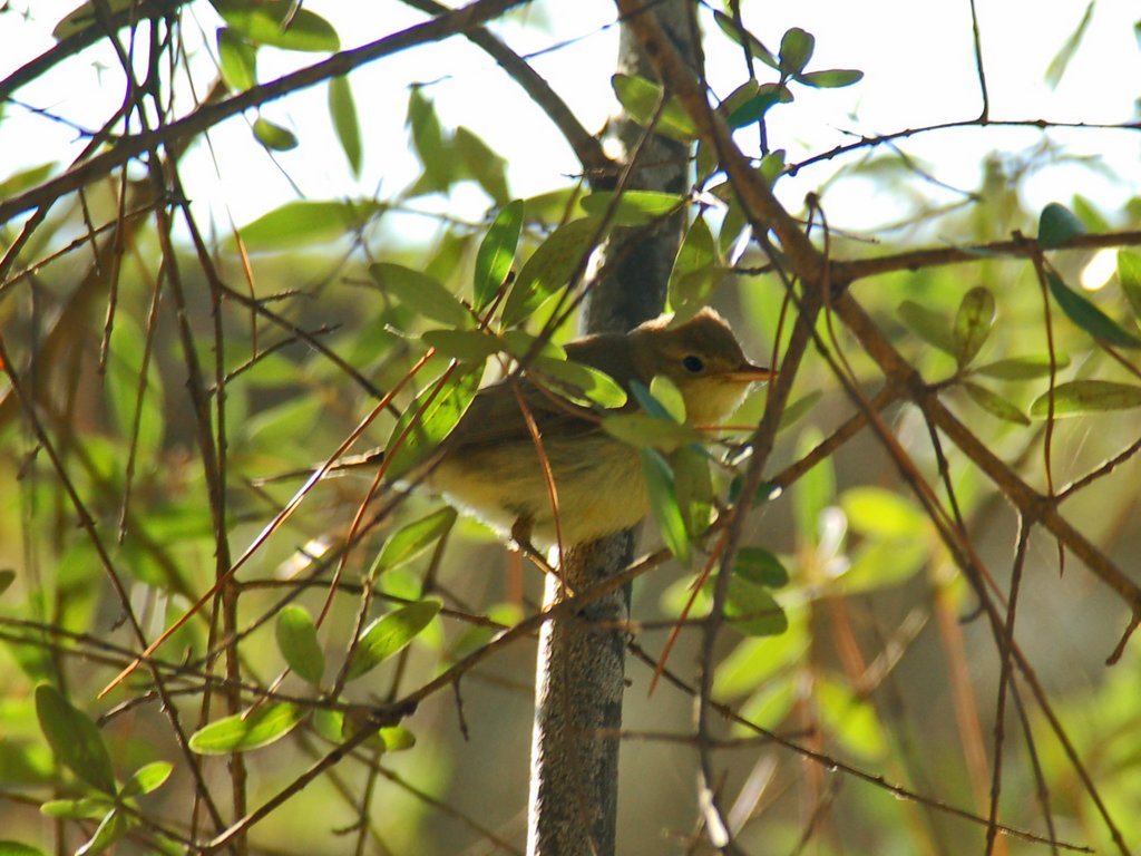 Un piccolo uccello in attesa di un nome [ Canapino ]